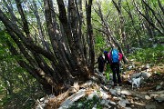 11 Nel bosco di carpini neri